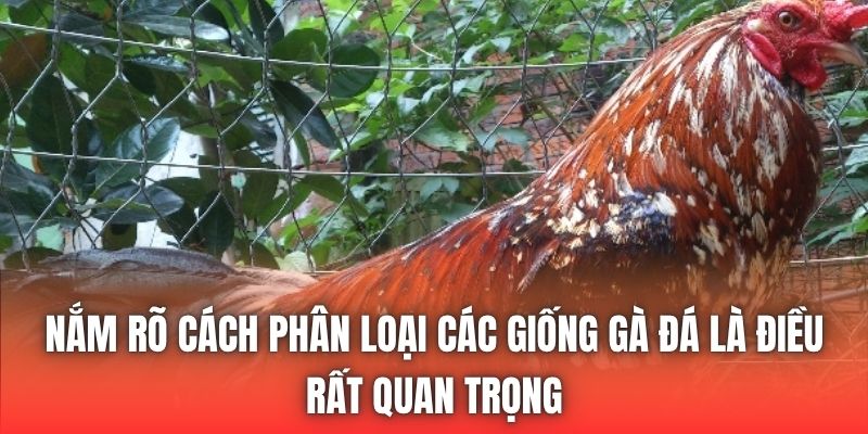 Nắm rõ cách phân loại các giống gà đá là điều rất quan trọng